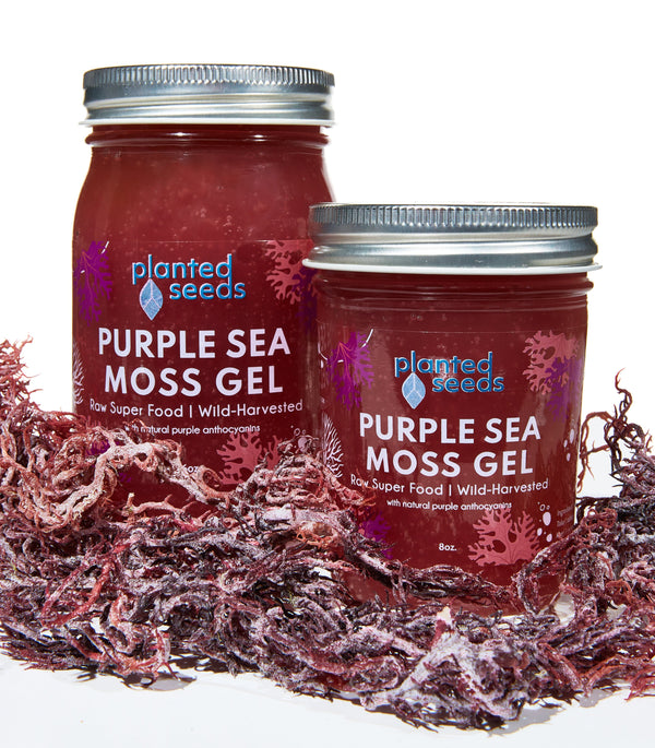 Blue Gold Sea Moss Gel - 8oz Jar - Planted Seeds Sea Moss